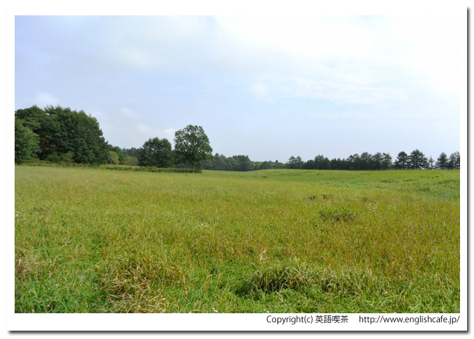 鶴居・伊藤タンチョウサンクチュアリアリー、柵とその向こうの様子（北海道鶴居村）