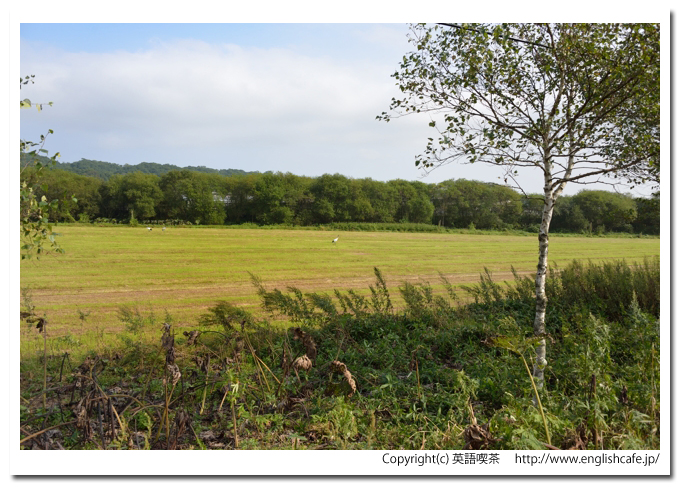 鶴居村の鶴、鶴居村の畑に飛来しているタンチョウ（北海道鶴居村）