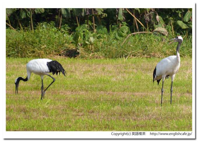 鶴居村の鶴、鶴居村の畑に飛来しているタンチョウから、２羽の様子をもう１枚（北海道鶴居村）