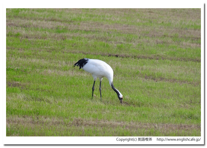 鶴居村の鶴、鶴居村の畑に飛来しているタンチョウから、離れている１羽の様子（北海道鶴居村）