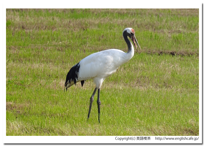 鶴居村の鶴、鶴居村の畑に飛来しているタンチョウから、離れている１羽の様子をもう１枚（北海道鶴居村）