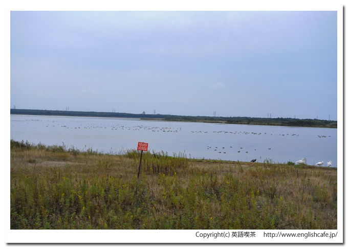 ウトナイ湖、ウトナイ湖の湖岸から見る湖面の様子（北海道苫小牧市）