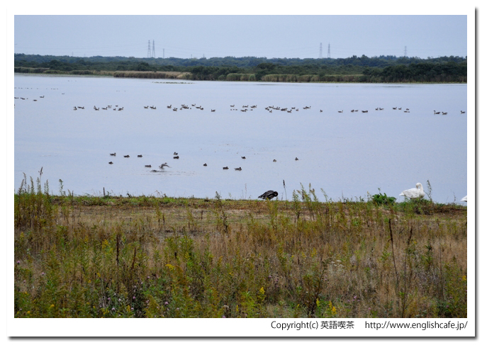 ウトナイ湖、ウトナイ湖に飛来している渡り鳥（北海道苫小牧市）