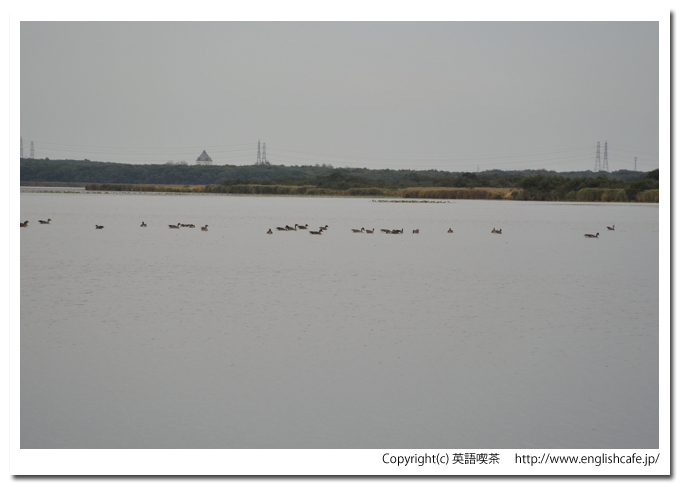 ウトナイ湖、ウトナイ湖に飛来している渡り鳥、少し奥側のほうへ（北海道苫小牧市）