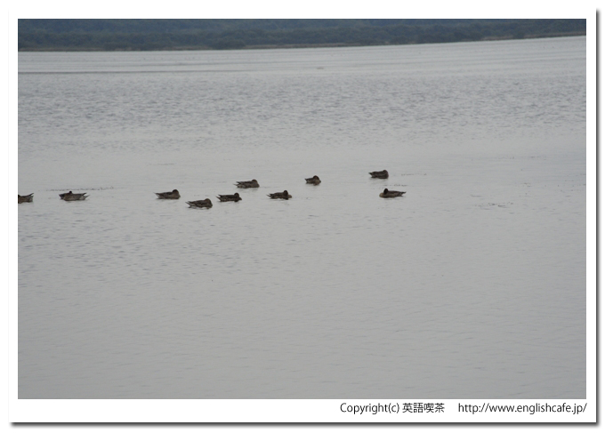 ウトナイ湖、ウトナイ湖に飛来している渡り鳥、一部を少しアップで（北海道苫小牧市）