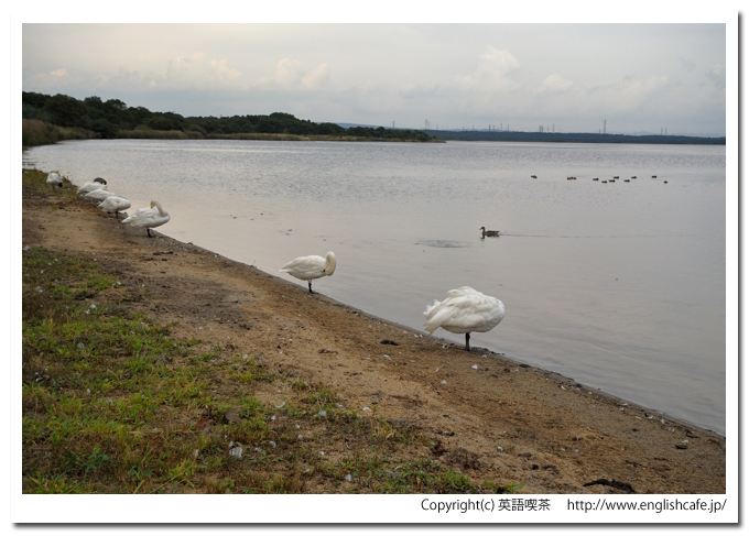 ウトナイ湖、ウトナイ湖に飛来している渡り鳥、湖岸に飛来している白鳥（北海道苫小牧市）