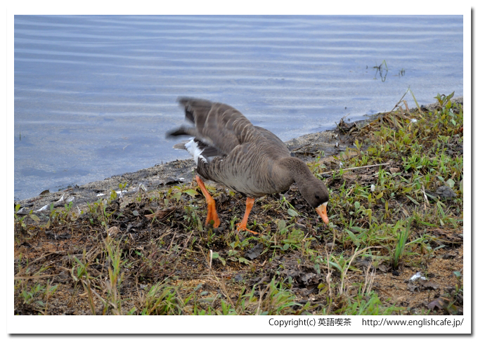ウトナイ湖、ウトナイ湖に飛来している渡り鳥、カモのアップ（北海道苫小牧市）
