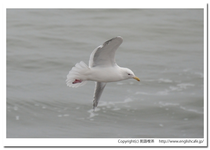 榎本軍鷲ノ木上陸地、こちらは冬を舞うカモメ（北海道森町）