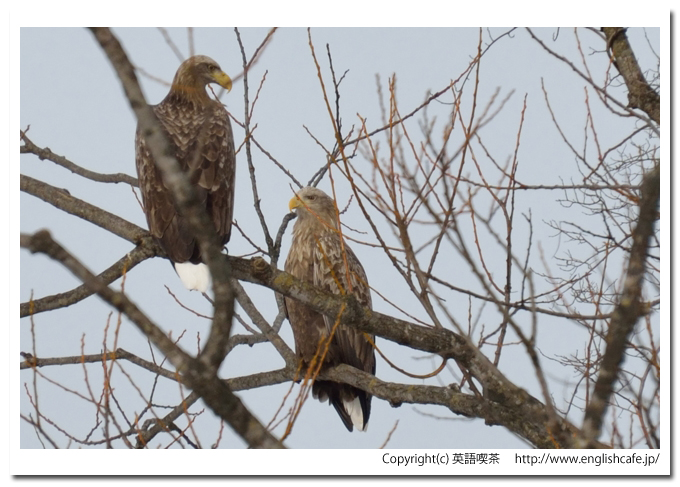 遊楽部川とワシたち２０１４、オジロワシのつがい（北海道八雲町）