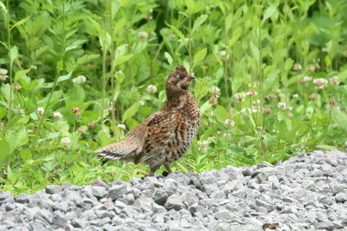 エゾライチョウ（２）（雌）
