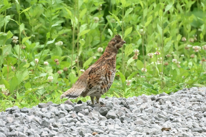 エゾライチョウ（２）（雌）