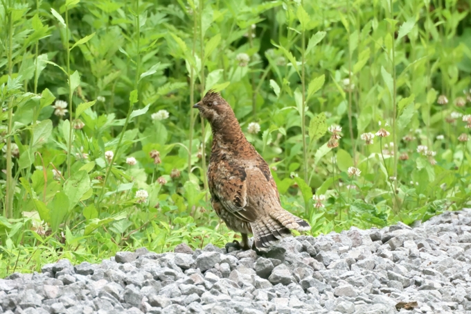 エゾライチョウ（２）（雌）