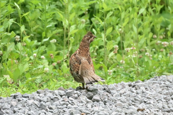 エゾライチョウ（２）（雌）