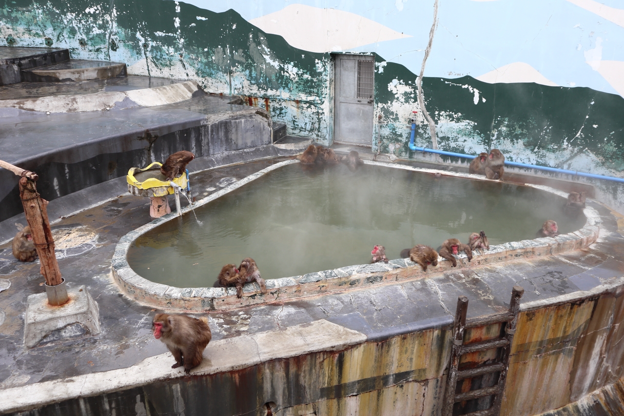 熱帯植物園のサル山温泉