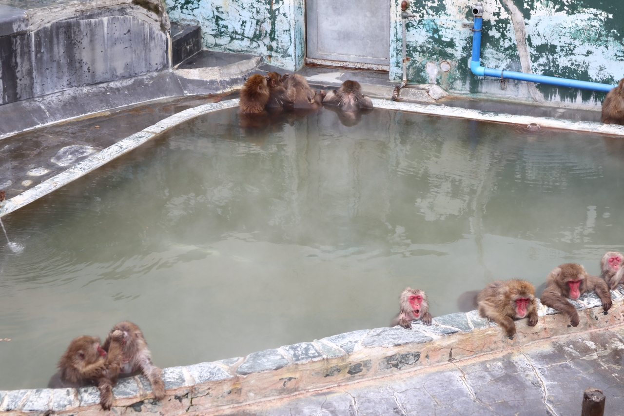 熱帯植物園のサル山温泉