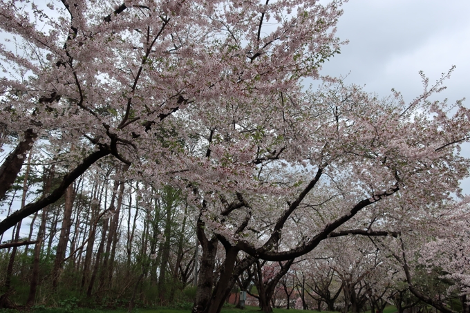 オニウシ公園・青葉丘公園