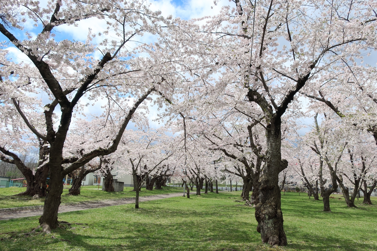 オニウシ公園・青葉丘公園