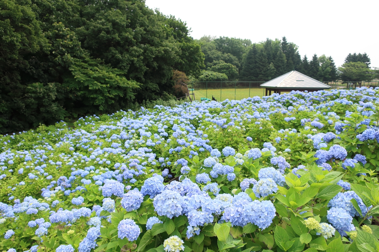 市民の森のアジサイ園