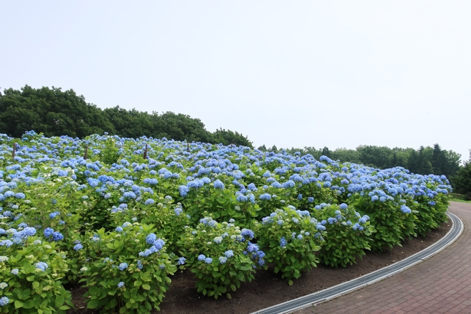 市民の森のアジサイ園