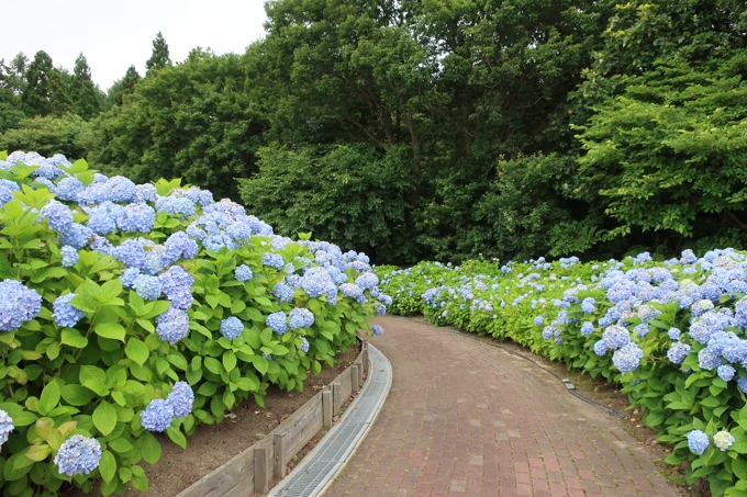 市民の森のアジサイ園