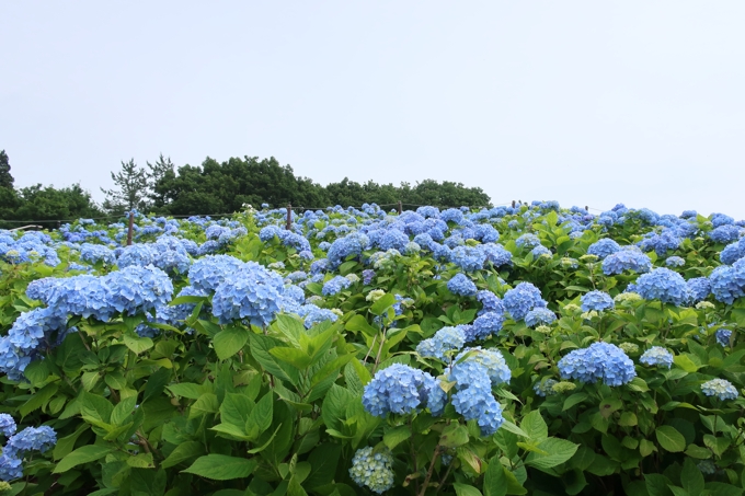 市民の森のアジサイ園