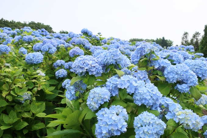 市民の森のアジサイ園