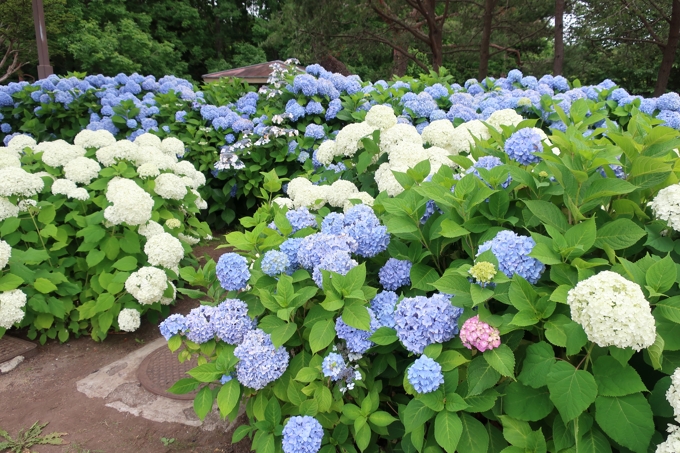 市民の森のアジサイ園