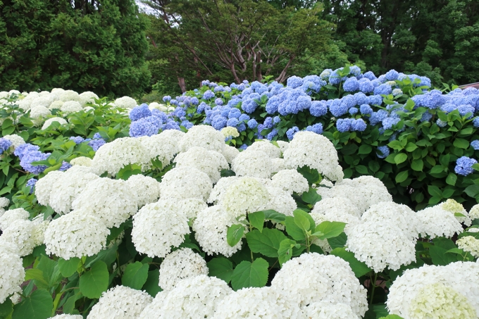 市民の森のアジサイ園