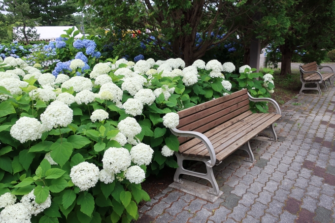 市民の森のアジサイ園